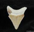 Inch Bone Valley Megalodon Tooth #535-1